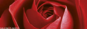 Czerwona Róża - plakat 158x53 cm