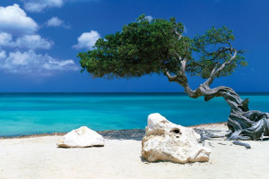 Karaiby - Drzewo Divi Divi - Piękna Plaża - plakat 91,5x61 cm