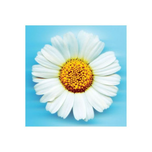 Big Daisy - plakat premium 40x40 cm