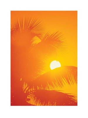 Orange Palms - plakat premium 60x80 cm