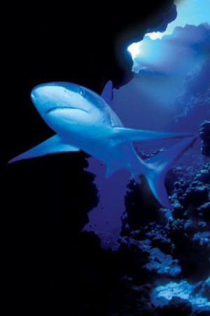 Rekin - plakat 61x91,5 cm