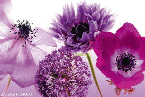 Purple Summer - Maki, Chabry ... - plakat 91,5x61 cm