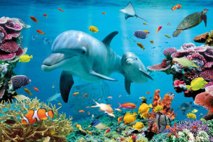 Delfin - Rafa Koralowa - Tropikalne Morze - plakat 91,5x61 cm