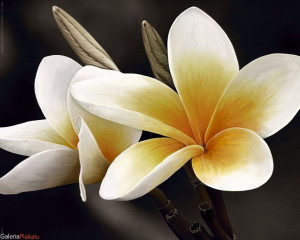 Kwiaty Frangipani - plakat 50x40 cm