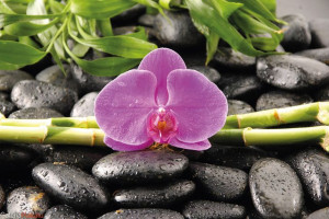 Orchidea - Zen Stones - plakat 91,5x61 cm