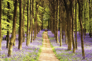 Ścieżka w Lesie - Wrzos - Woodland Path - plakat 91,5x61 cm