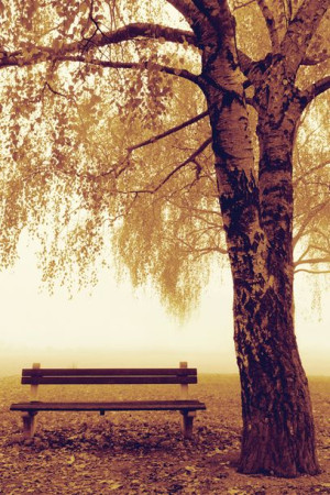 Park Bench - Jesień - Ławka w parku - plakat 61x91,5 cm