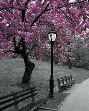 Kwitnące Wiśnie Central Park Nowy Jork - plakat 40x50 cm