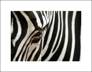 zebra - plakat premium 80x60 cm