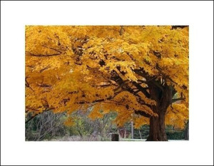 Beautiful Fall Color Tree - plakat premium 80x60 cm