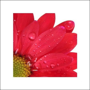 Kwiat - plakat premium 40x40 cm