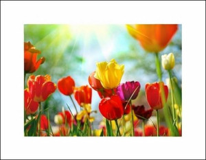 Wiosenne kwiaty - plakat premium 80x60 cm