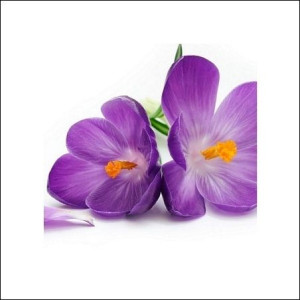 Krokus - plakat premium 40x40 cm