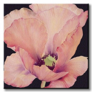 Delicate Pink Poppy - Obraz na płótnie 40x40 cm