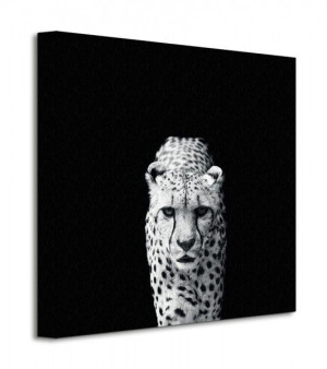 Acinonyx Jubatus - Obraz na płótnie 40x40 cm