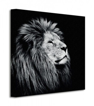 Majesty - Obraz na płótnie 40x40 cm