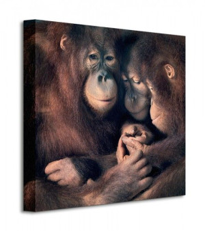 Orangutan Family - Obraz na płótnie 40x40 cm