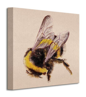 Bee - Obraz na płótnie 30x30 cm