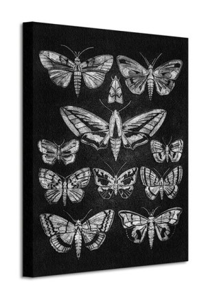 Eleven Moths - Obraz na płótnie 40x50 cm