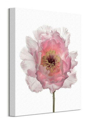 Champagne Pink Peony - Obraz na płótnie 30x40 cm