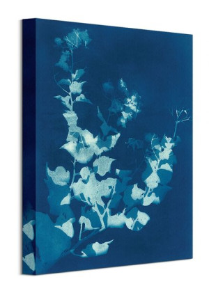 Bougainvillea - obraz na płótnie 30x40 cm
