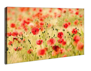Pole Maków - Maki, Monet - obraz na płótnie 100x70 cm