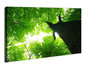 Gigantyczne Drzewo - obraz na płótnie 90x60 cm