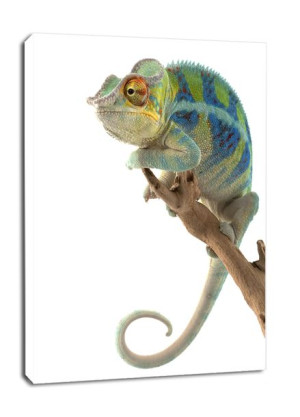 Kameleon. Ambanja Panther Chameleon - obraz na płótnie 40x50 cm