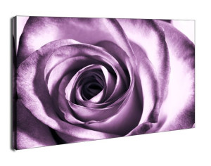Purpurowa róża - obraz na płótnie 60x40 cm