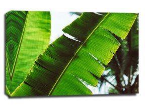 Leaf - obraz na płótnie 91,5x61 cm
