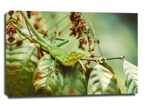 lizzard - obraz na płótnie 120x90 cm
