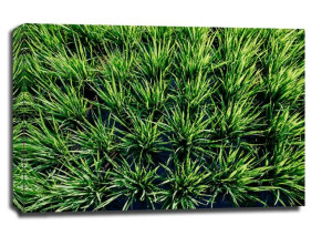 Rice - obraz na płótnie 30x20 cm