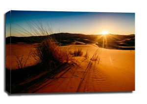 Sahara Trawy - obraz na płótnie 100x70 cm