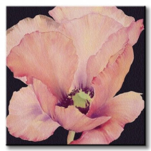 Delicate Pink Poppy - Obraz na płótnie 60x60 cm