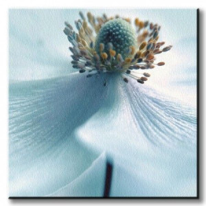 Japanese Anemone - Obraz na płótnie 60x60 cm