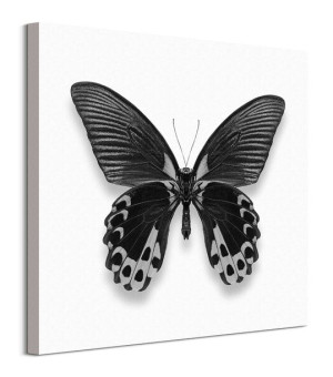 Czarny Motyl - obraz na płótnie 60x60 cm