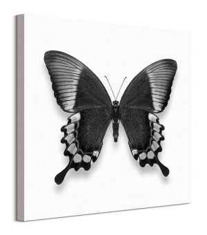 Czarno-biały Motyl - obraz na płótnie 60x60 cm
