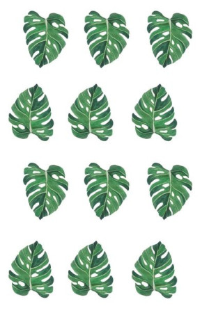 Monstera liście - plakat 61x91,5 cm