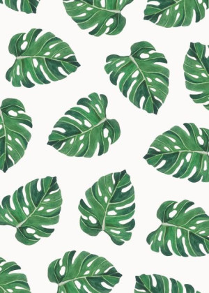 Monstera liście II - plakat 70x100 cm