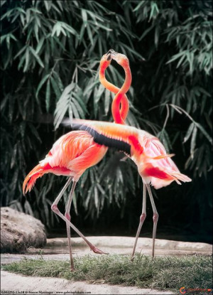 Tańczące flamingi - plakat 40x50 cm