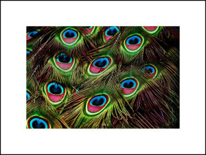 Pawie pióra - plakat 50x40 cm