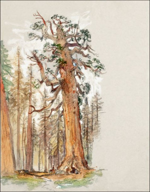 Oak and Evergreen, Samuel Colman - plakat 40x60 cm