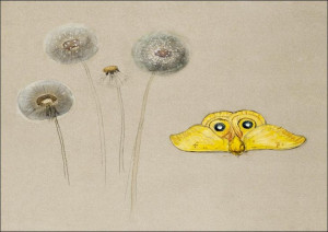 Study of White Daisy, Chamomile Stem with Two Petals, and a Chamomile Petal