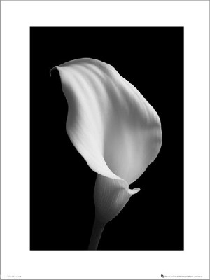 Calla Black and White - plakat premium 30x40 cm