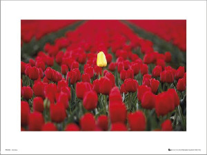 Tom Mackie Tulipany - plakat premium 40x30 cm