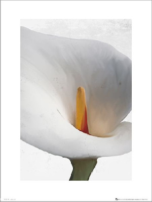 Floral Calla - plakat premium 30x40 cm