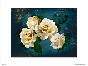 Róże Roses Midnight - plakat premium 40x30 cm