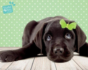 Labrador Szczęściarz - plakat 50x40 cm