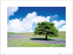 Tree - plakat premium 40x30 cm