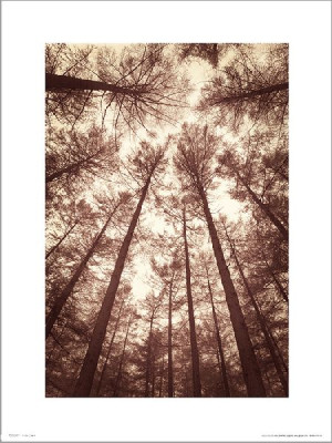 Tree Tops Sepia - plakat premium 30x40 cm